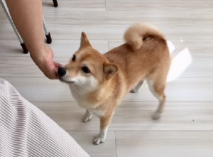 S犬web